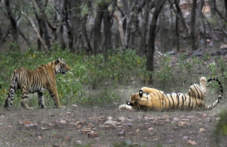 Study finds India doubled its tiger population in a decade