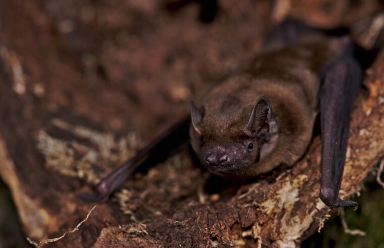 Bats catch a lift from storm winds on long-distance migrations