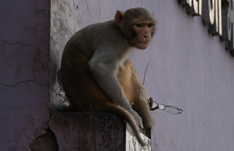 Ransom-Demanding Monkeys Trade Juice Boxes and Samosas for Visitors’ Belongings