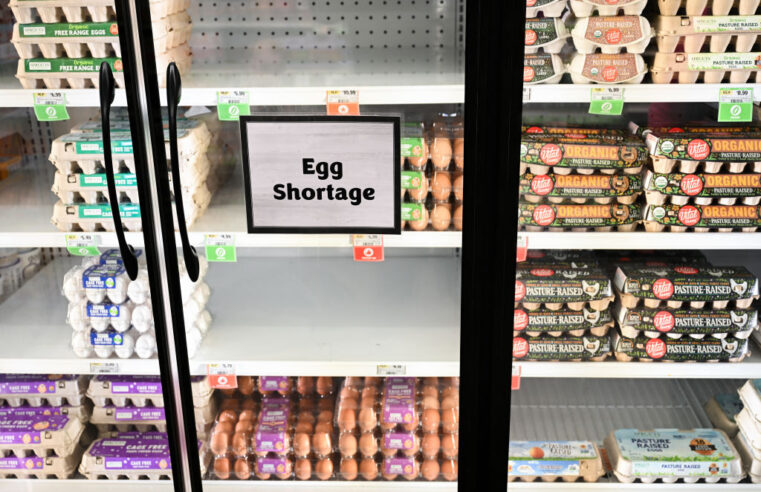 Why Eggs Are So Expensive Right Now