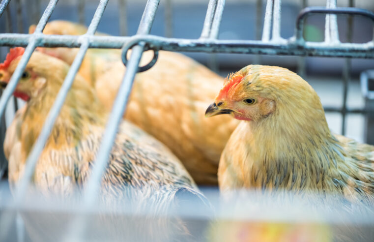 New York Is Shutting Down Live Bird Markets After Finding Bird Flu