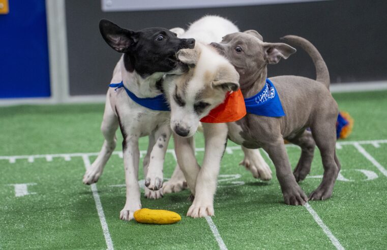 It’s not all fur and games. Here’s how the Puppy Bowl works