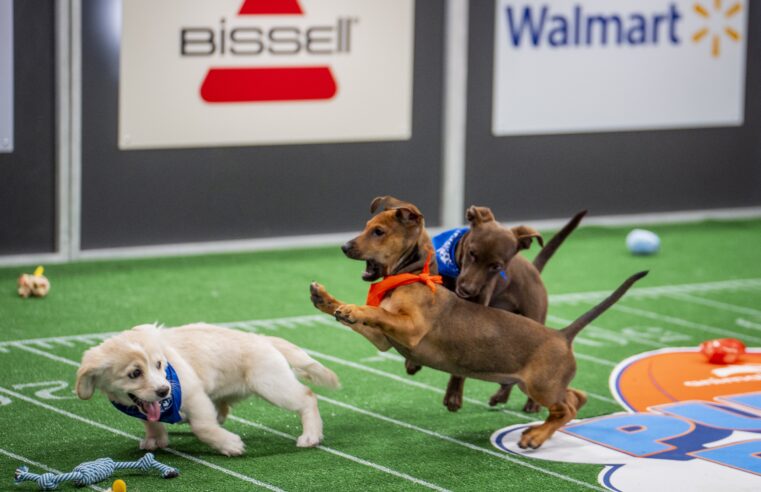 See Spot run: Photos from a historic Puppy Bowl