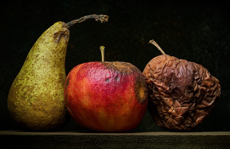 Not too hard, not too soft, rotting fruit is just right – for fruit fly maggots