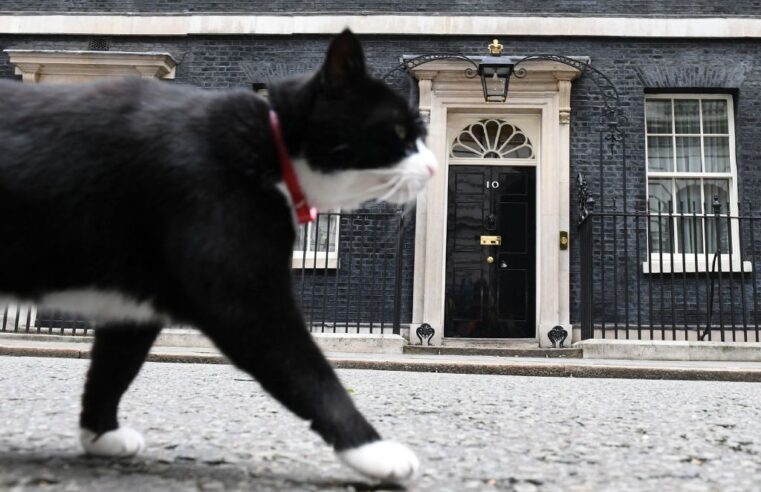 U.K.’s foreign office cat Palmerston shows up for duty in Bermuda