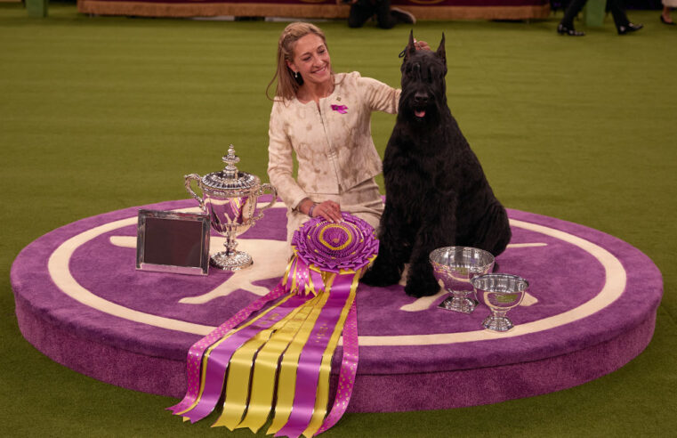 Monty Becomes First Giant Schnauzer to Win Best in Show at Westminster Kennel Club