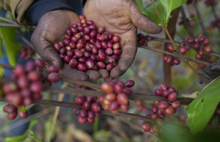 As Warming Climate Hammers Coffee Crops, This Rare Bean May Someday Be Your Brew