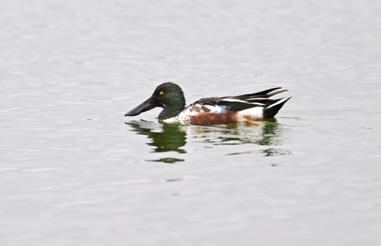 Grim New Bird Report Shows U.S. Duck Population Dwindling