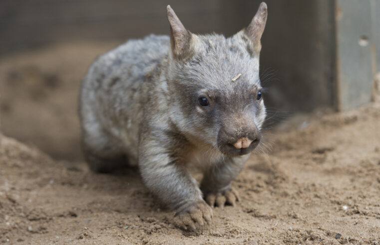 U.S. Influencer Draws Ire in Australia for Taking Baby Wombat From Its Mother