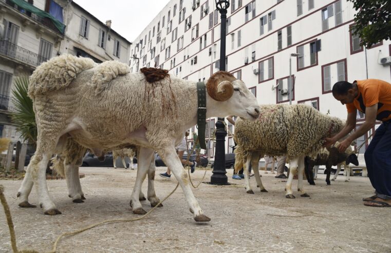 Drought-stricken Algeria plans to import 1 million sheep ahead of Islam’s Eid Al-Adha