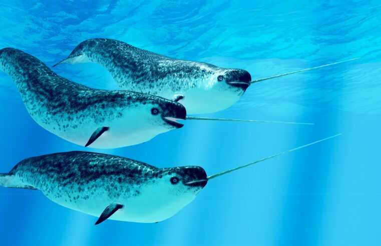 Does the narwhal’s famous tusk help it catch fish?